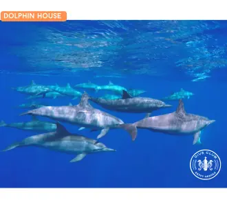 Elphinstone diving spot